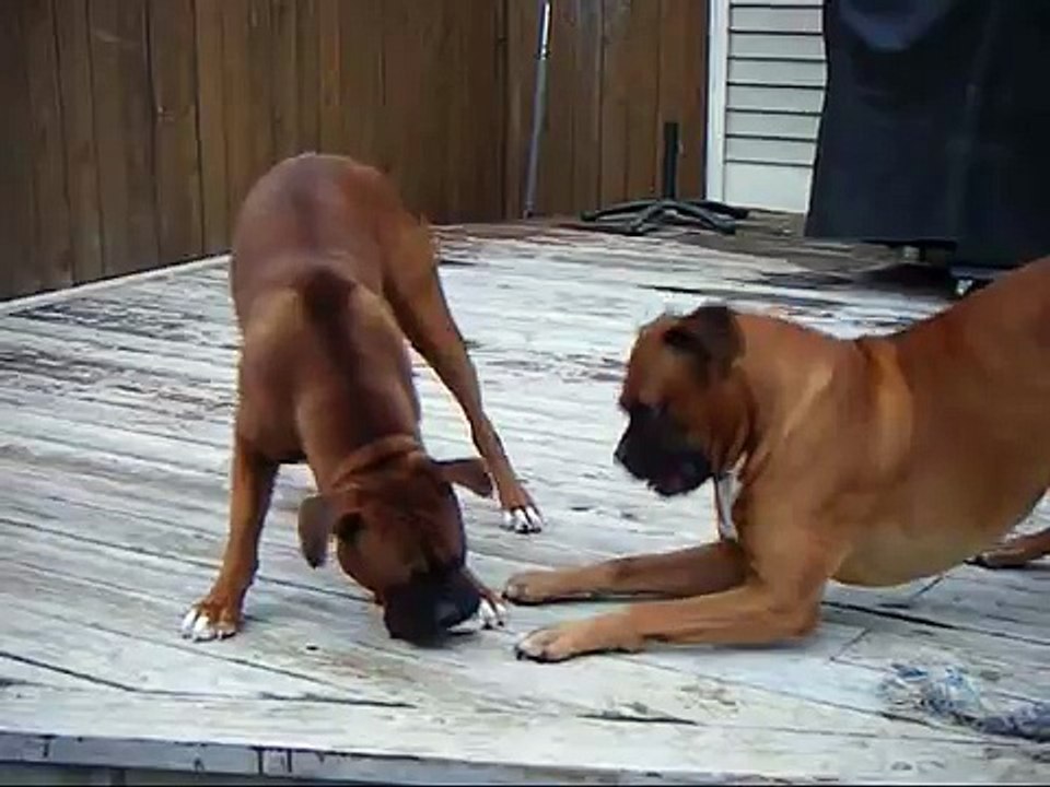 Daddy wants the bone!
