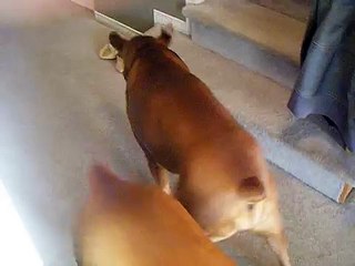 Dog hates his water bowl