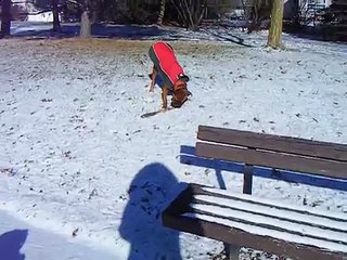 Dog picking a stick! Picks between 2 hahaha