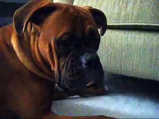 Dog wants his toy! Will you help me?