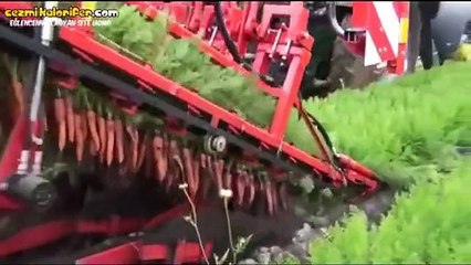 Çılgın Makine Havuç'ları Çoşturuyor