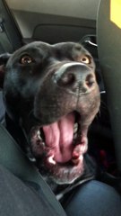 Dog Sings Hello by Adele Buckeye