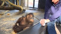 Monkey Sees A Magic Trick