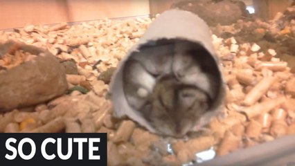 How many hamsters can you fit in a toilet paper roll-