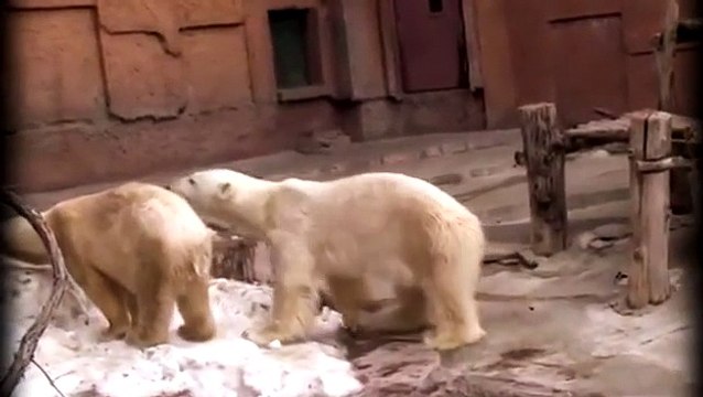 КАК СПАРИВАЮТСЯ БЕЛЫЕ МЕДВЕДИ РАЗМНОЖЕНИЕ ПОЛЯРНЫХ МЕДВЕДИЙ!!!