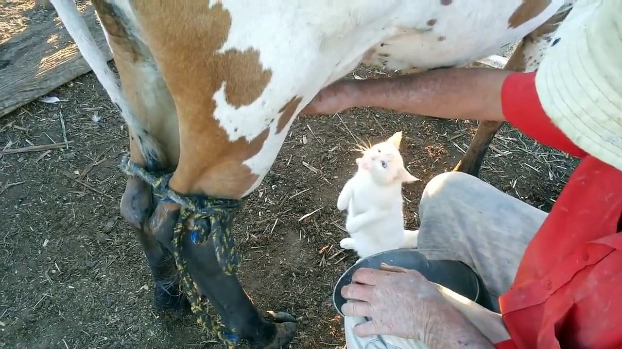 Cat drink fresh Milk from the Cow - video Dailymotion