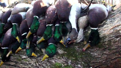 3 Keys to Late-Season Mallards