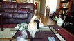 Puppies Opening Christmas Presents Compilation