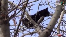 Kediyi Ağaçtan Kurtaran Kahraman İtfaiyeci