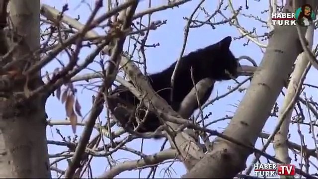 Kediyi Ağaçtan Kurtaran Kahraman İtfaiyeci