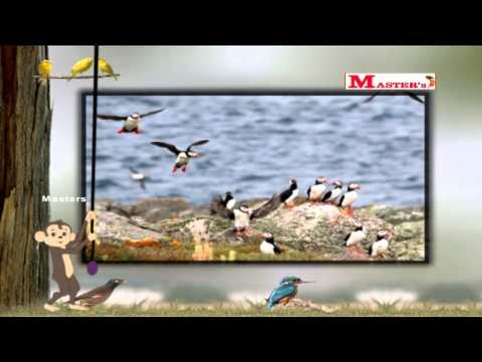 Birds with Sounds Part - 5 - English Animation Video for Kids