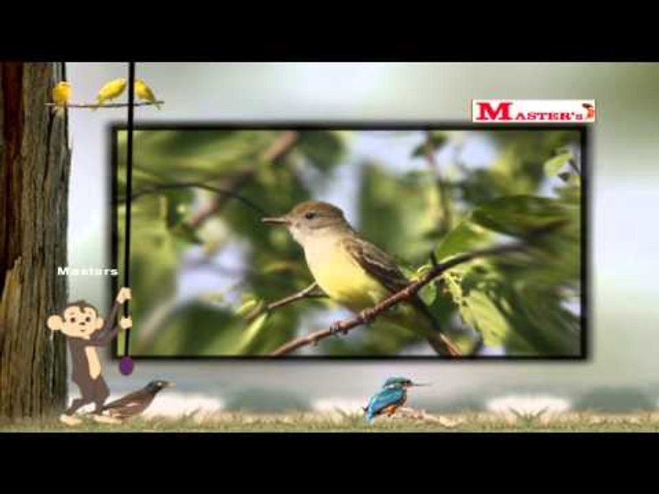 Birds with Sounds Part - 3 - English Animation Video for Kids