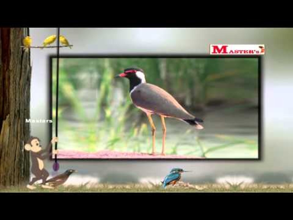Birds with Sounds Part - 4 - English Animation Video for Kids