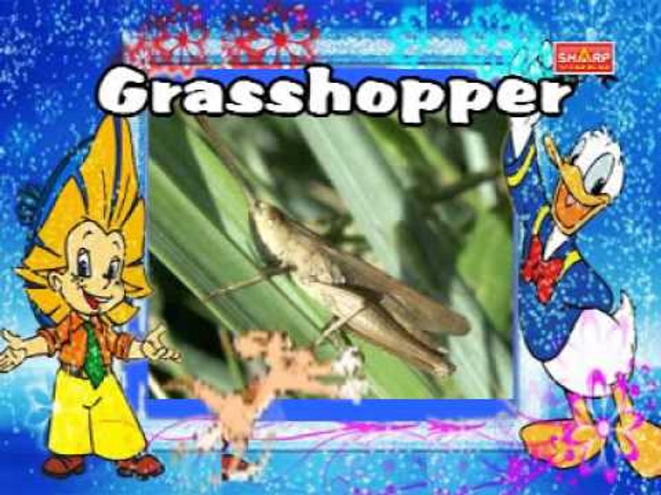 Insects Kutti Chutties
