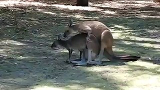 Kangaroo Mating While Baby in Pouch Horny Animals