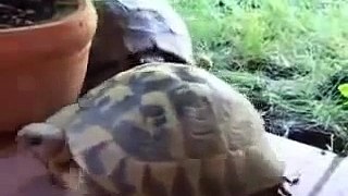 Mating Turtle Sounds Like A Human Funny Turtle Must Watch