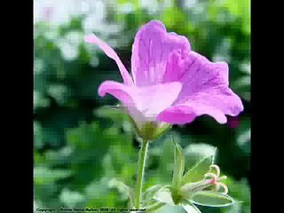 Sab Se Aula O Aala Hamara Nabi- HD 1080p