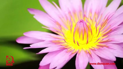 [[Tập 9 - Khám phá Việt Nam cùng Robert Danhi] Thanh Hoá - Về miền di sản P1