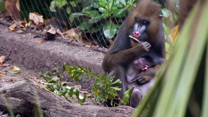 New Mandrill Baby at the Houston Zoo!