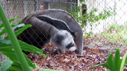 Giant Anteater working on snacks