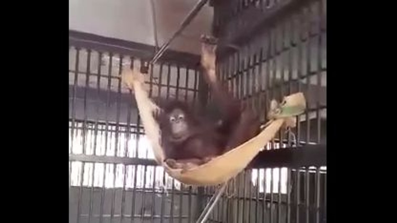 Un orang-outan se fait un hamac