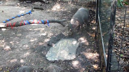 Babirusa Wallows in the Mud   Baby Giraffe Baridi's First Time Outside
