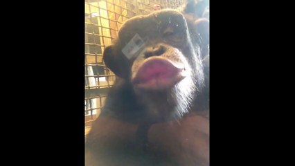 Willie the Chimpanzee Reacts to His Own Reflection!
