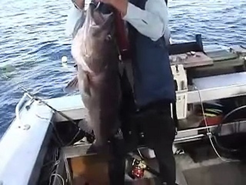 Deepwater Hapuka - Groper fishing, New Zealand