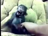 Funny Monkey Dance Video - People Enjoyed Allot