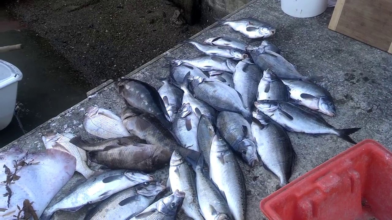 sea kayaking fishing new zealand