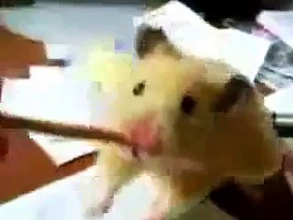 Hamsterın tatlılığına bakın :)