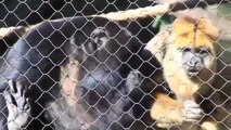 Hear a Howler Monkey Howl!  Willie the Chimpanzee Reacts to His Own Reflection!