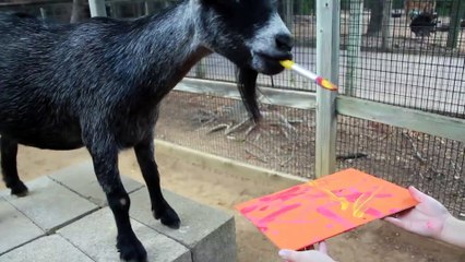 Amazing Painting Goat  Willie the Chimpanzee Reacts to His Own Reflection!