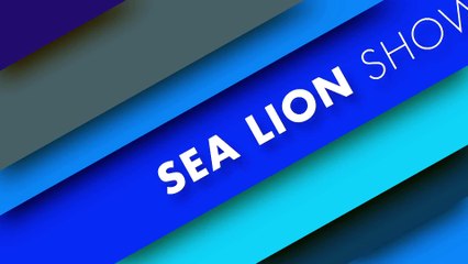 Willie the Chimpanzee Reacts to His Own Reflection! See Our Sea Lion Show