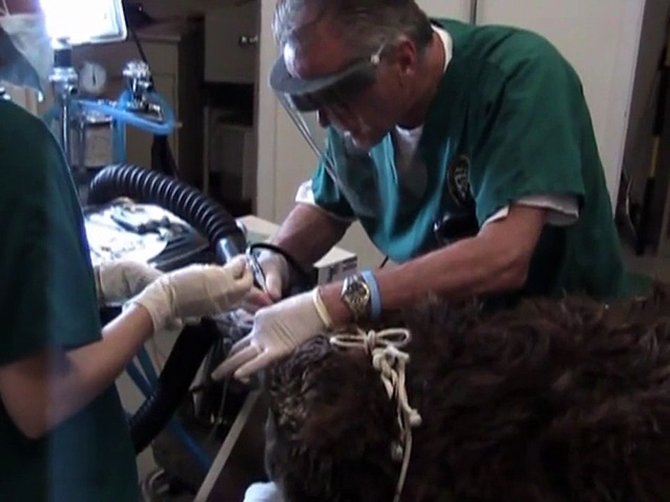 Grizzy Bear Dental Work - Bailey the Grizzly has a tooth removed