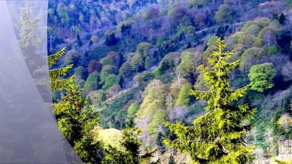 Ormanlar Çocuk Şarkısı ,Tohumlar fidana ,Fidanlar ağaca