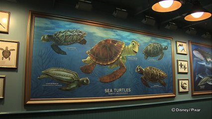 タートル・トーク / Turtle Talk