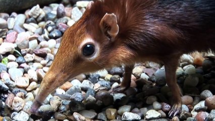 Willie the Chimpanzee Reacts to His Own Reflection!Giant Elephant Shrews!