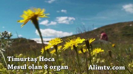 Hangi Organlar Sorumlu - Timurtaş Hoca