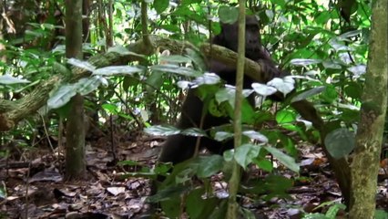 Living amongst Gorillas