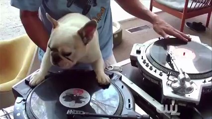 World Dog Awards - World Dog Awards George Lopez Trailer (HD)