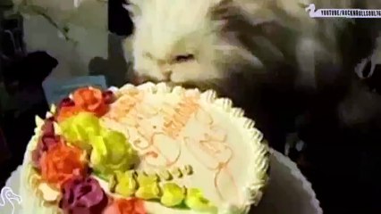 New Funny Videos Cats and Dogs Compilation 2015 Funny Animals part 5