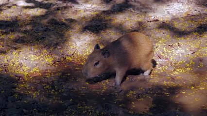 Capybara Twins!  Willie the Chimpanzee Reacts to His Own Reflection!