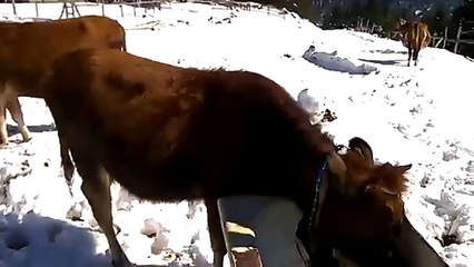 Zavallı Hayvanlar Ne Yapacağını Şaşırdı...