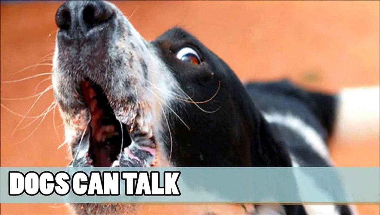 Marc Métral and his talking dog Wendy wow the judges | Audition Week 1 | Britains Got Tal