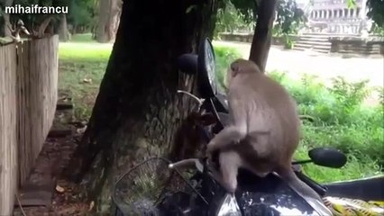 Funny Videos Of Animals Vs Mirrors Compilation 2014 [NEW]