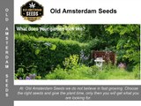Old Amsterdam Seeds - Growing Your Own Organic Cannabis