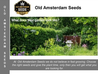 Old Amsterdam Seeds - Growing Your Own Organic Cannabis