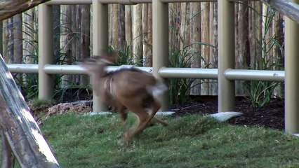 Willie the Chimpanzee Reacts to His Own Reflection! Who are the Kudu؟