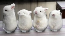 Des bébés lapin dans des verres : trop mignon
